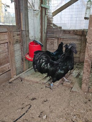 Cemani (la gallina tutta nera) **********max 10 uova********