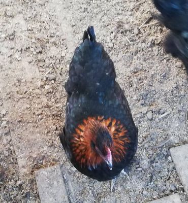 Marans, gallina ovaiola dalle "uova d'oro" **********max 20 uova********