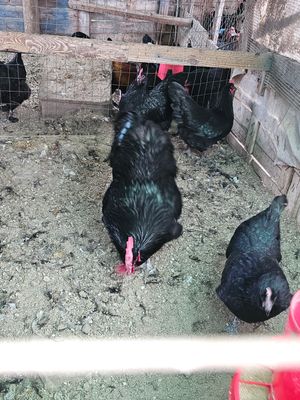 Australorp, la gallina ovaiola "da record" **********max 20 uova********