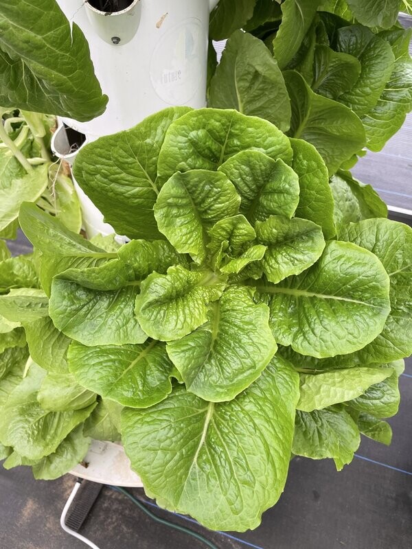 Romaine Lettuce
