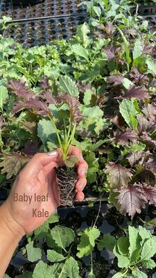 Baby Leaf Kale - starter plug