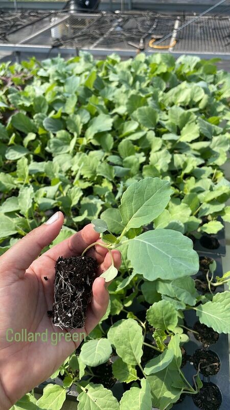 Collard Greens - starter plug