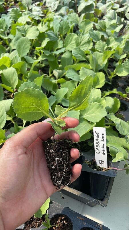Golden Acre Cabbage - starter plug