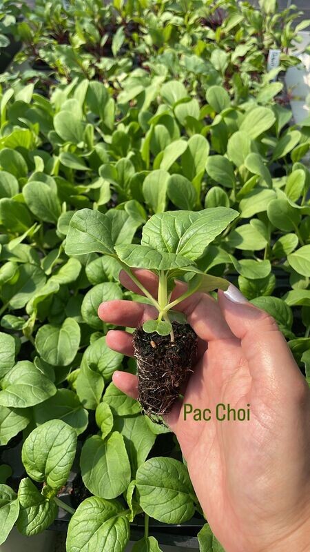 Pac Choi - starter plug