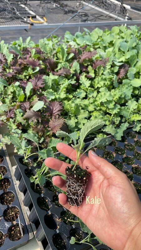 Kale Lacinato - starter plug