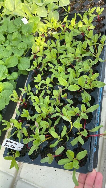 Swiss Chard - starter plug