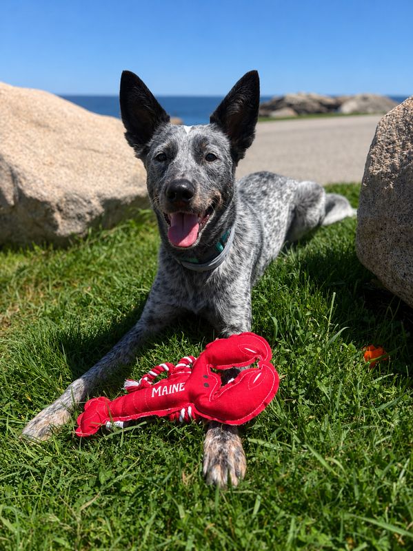 Lobster Dog Toy