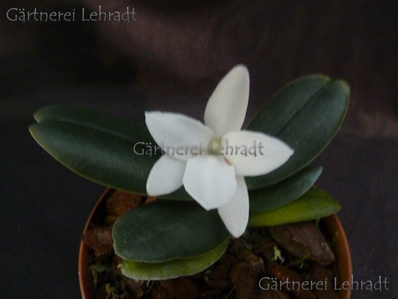 Aerangis fastuosa