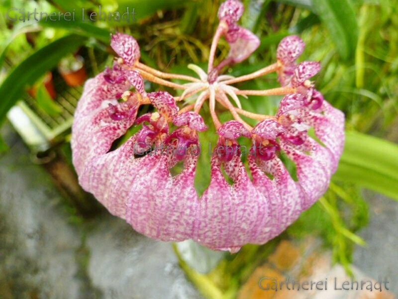 Bulbophyllum "Louis Sander"