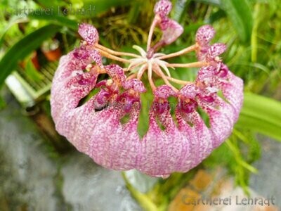 Bulbophyllum Bulbophyllum "Louis Sander"