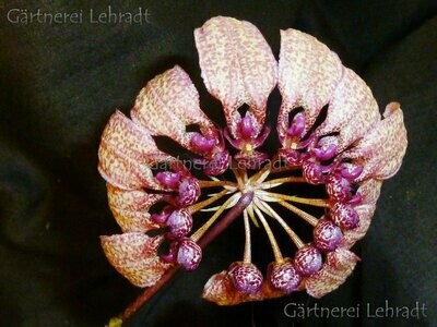 Bulbophyllum "Louis Sander"