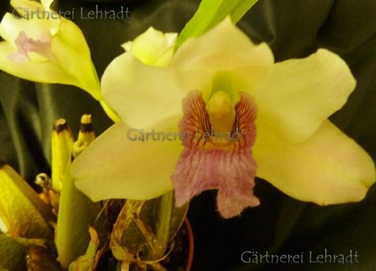 Bifrenaria xantina x harrisoniae Bifrenaria xantina x harrisoniae