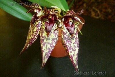 Bulbophyllum frostii x Emily Siegerist
