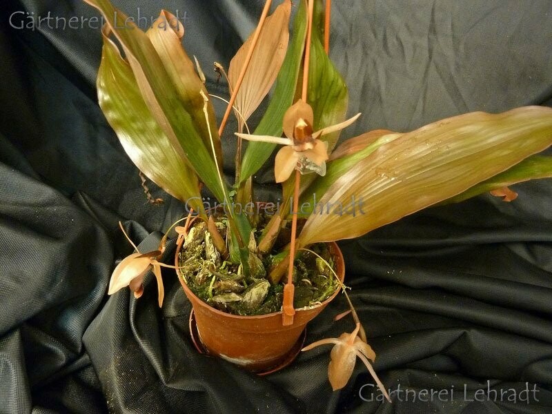 Coelogyne speciosa x affine