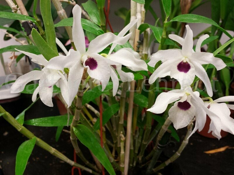 Dendrobium Cassiope