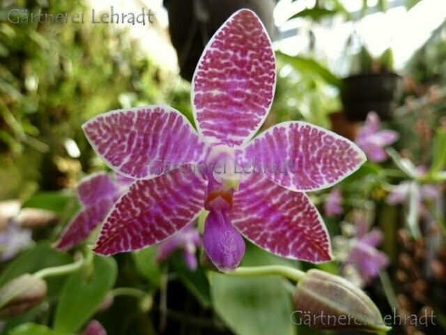 Phalaenopsis lueddemanniana Phalaenopsis lueddemanniana "Quezon"