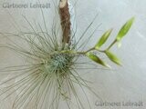 Tillandsia argentea