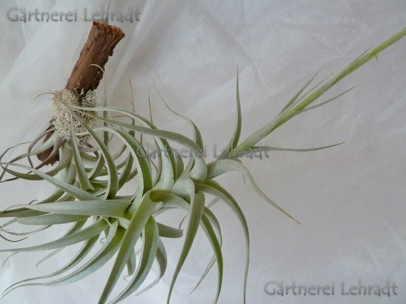 Tillandsia albida (S) Tillandsia albida (S)