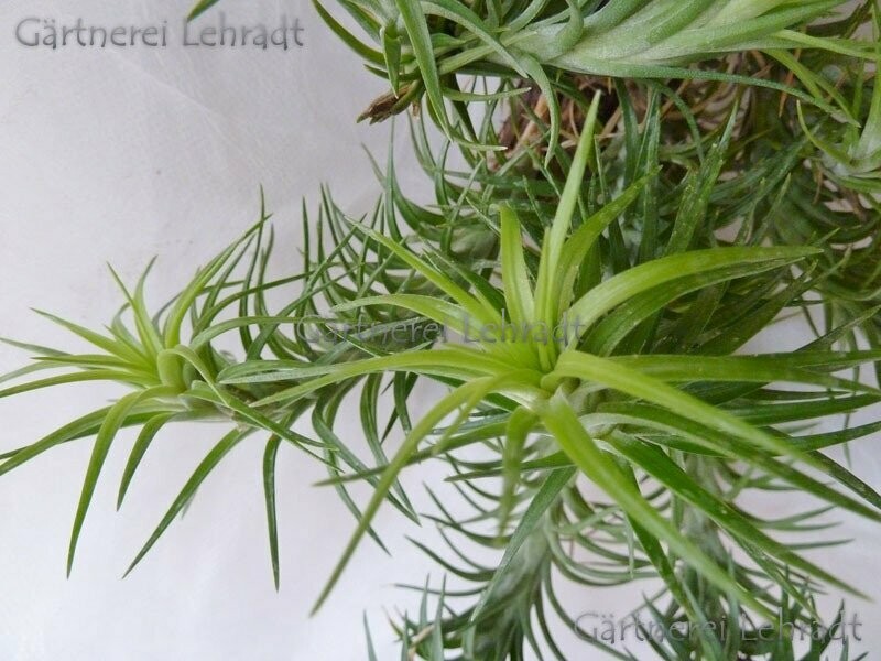 Tillandsia araujei