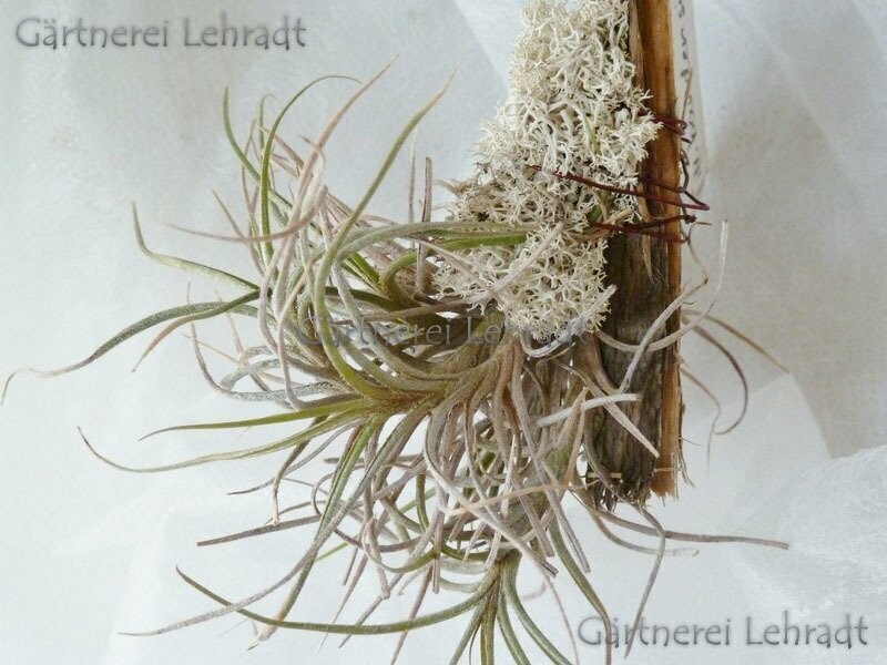 Tillandsia bandensis (M)