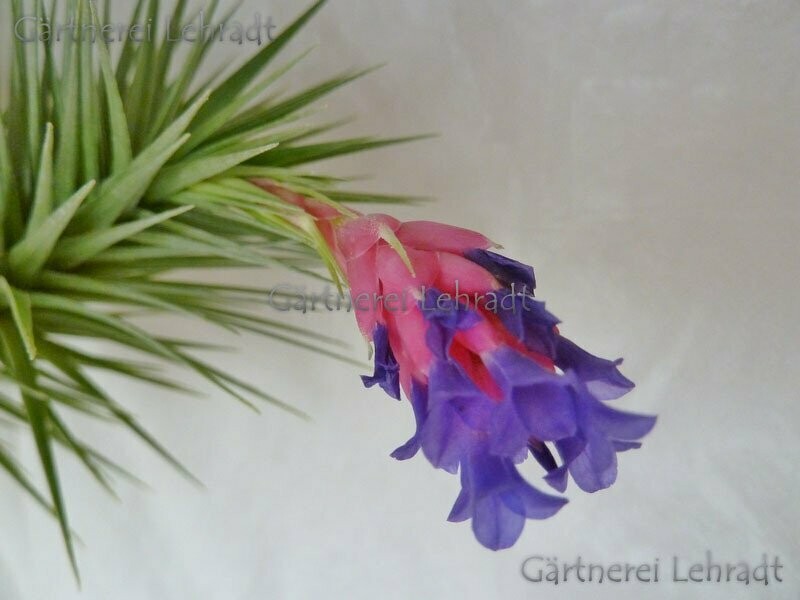 Tillandsia aeranthos