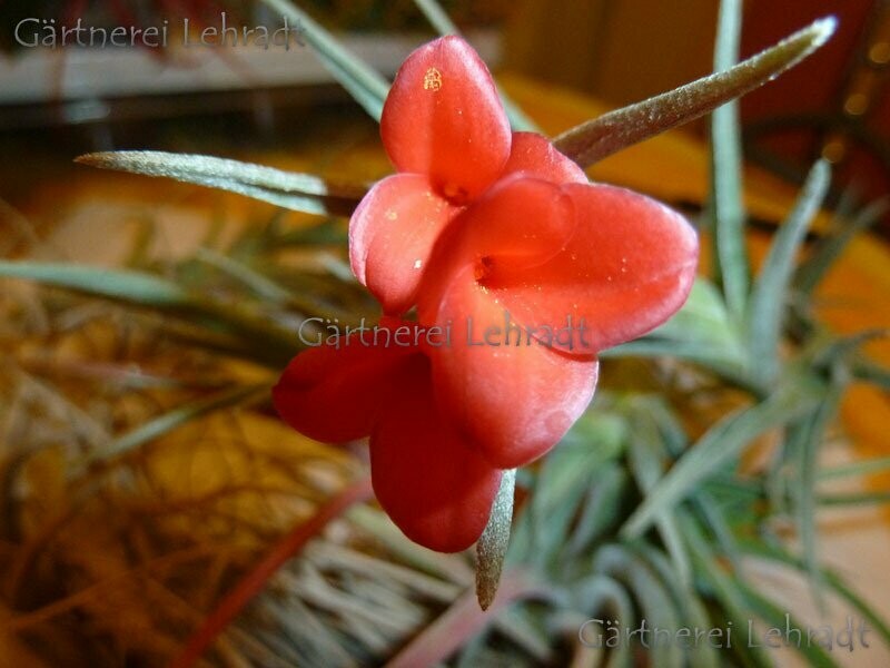 Tillandsia albertiana