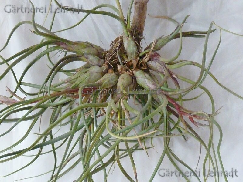 Tillandsia baileyi