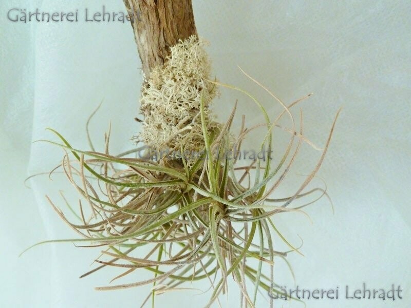 Tillandsia bandensis (S) Tillandsia bandensis (S)
