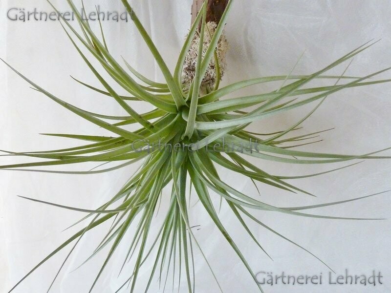 Tillandsia bergeri (S)