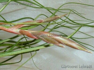 Tillandsia butziii (blau)