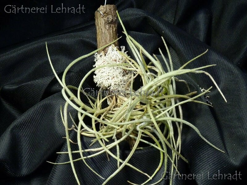 Tillandsia capilaris