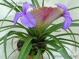 Tillandsia cyanea