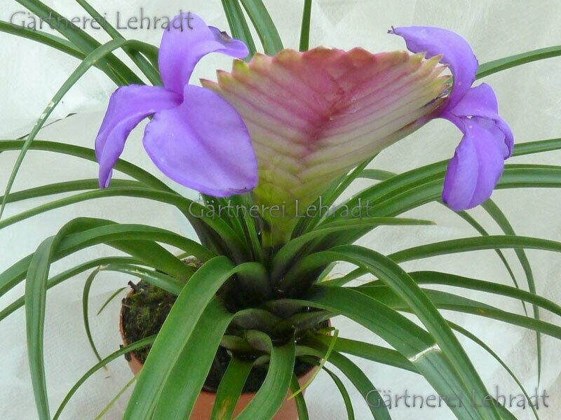 Tillandsia cyanea