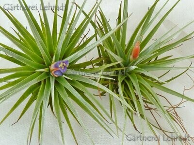 Tillandsia espinosae (Vriesea)