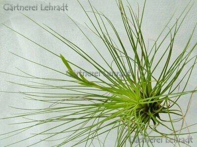 Tillandsia filifolia