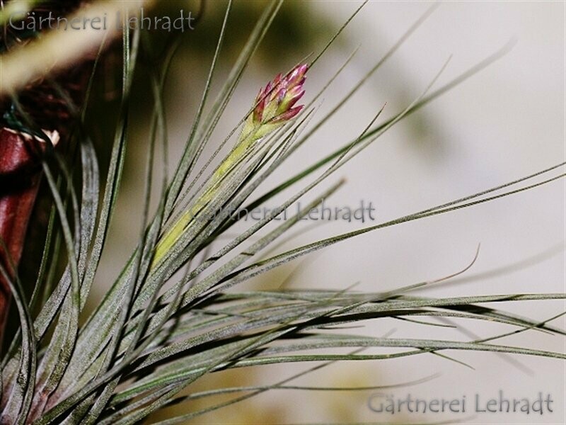 Tillandsia floribunda