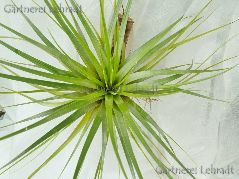 Tillandsia fasciculata