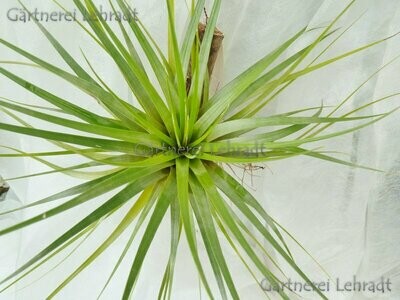 Tillandsia fasciculata