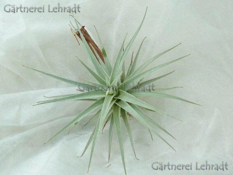 Tillandsia jucunda