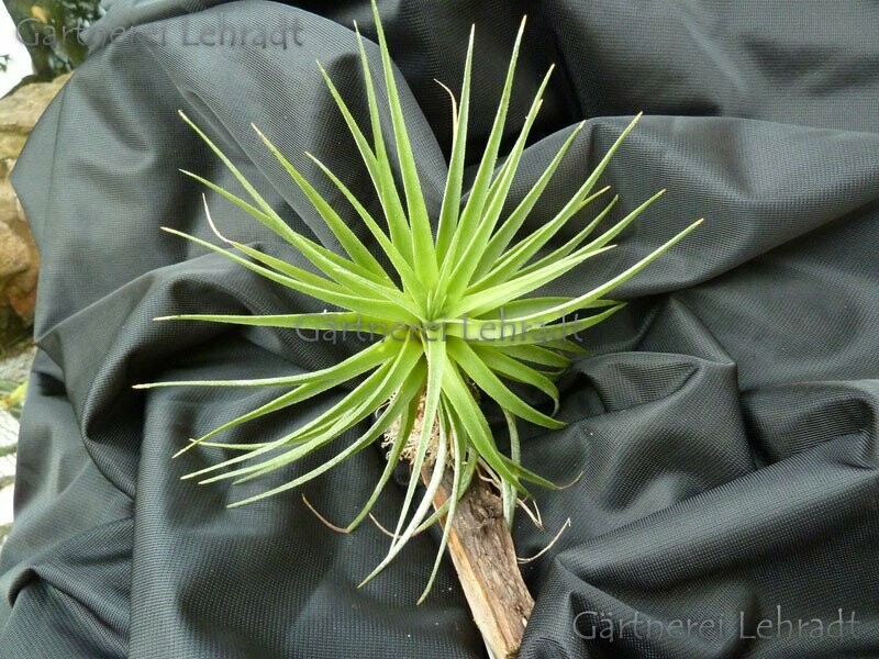 Tillandsia kammii