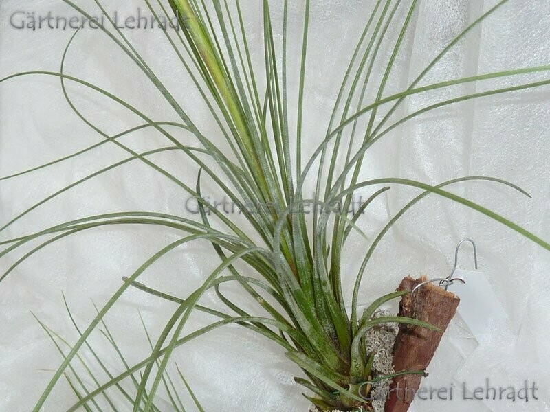 Tillandsia juncea (M)