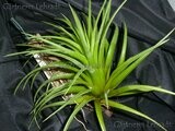 Tillandsia neglecta