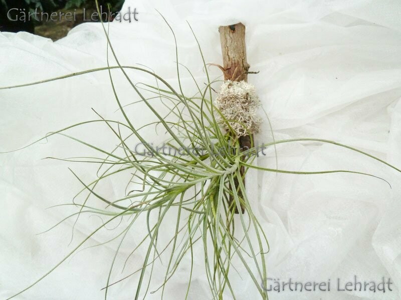 Tillandsia mallemontii   (M)