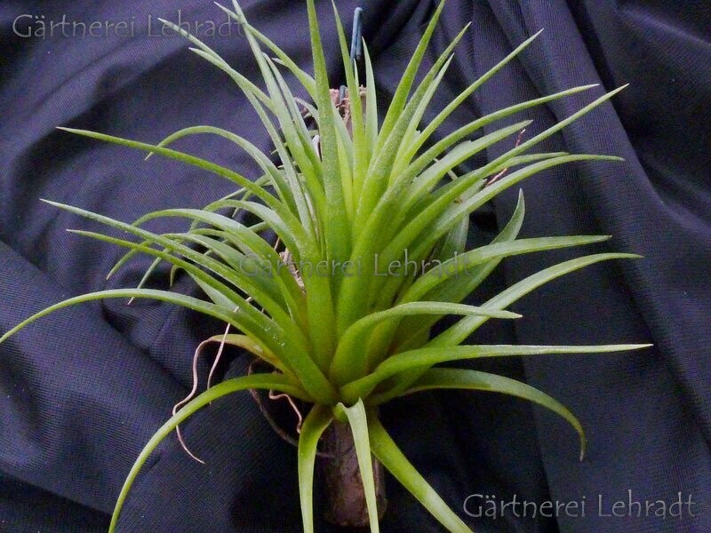 Tillandsia neglecta (M)