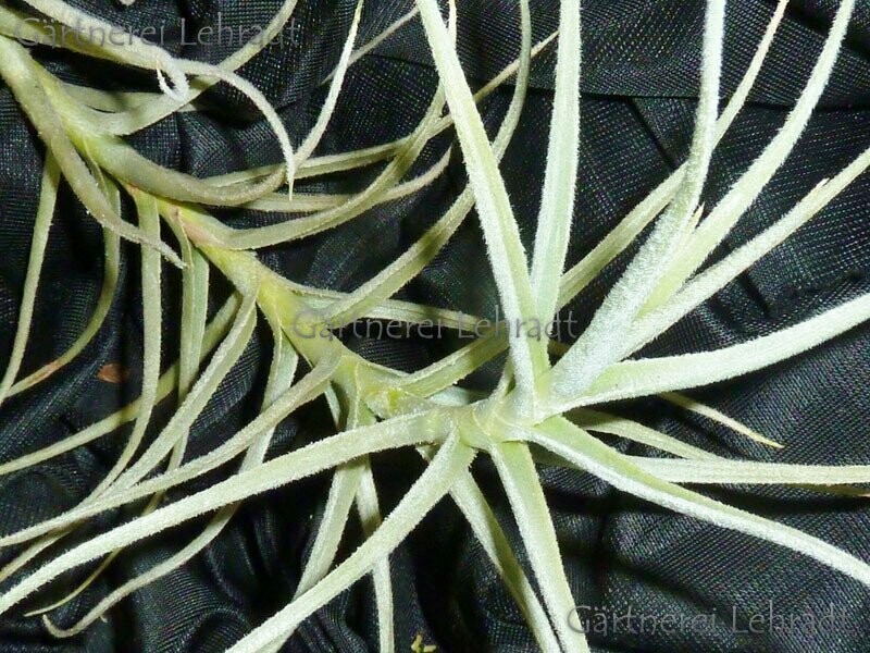 Tillandsia paleacea