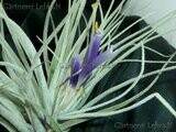 Tillandsia oaxacana (velickiana)