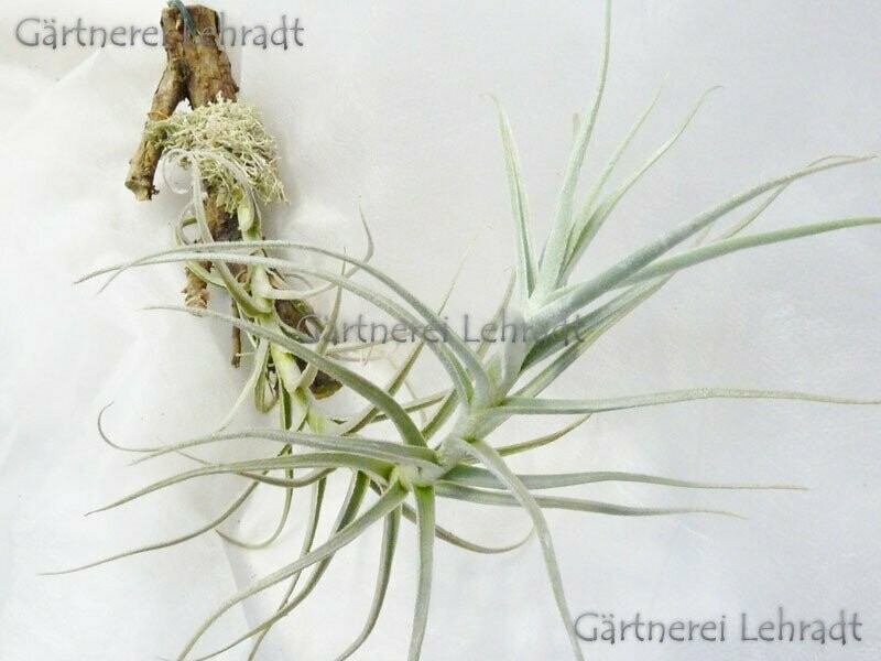 Tillandsia paleacea mini  (M)