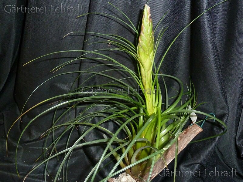 Tillandsia punctulata