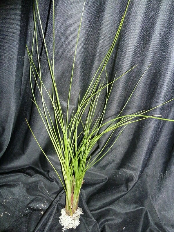 Tillandsia remota