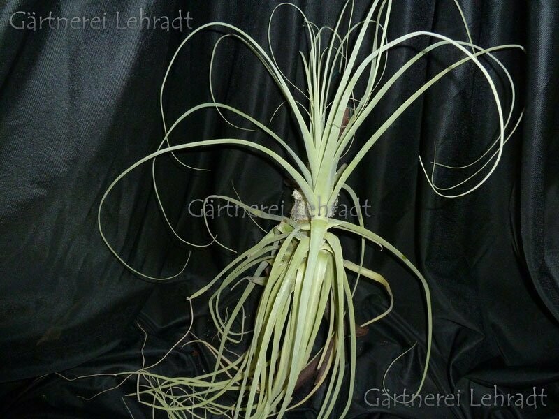 Tillandsia straminea